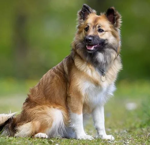 Icelandic Sheepdog