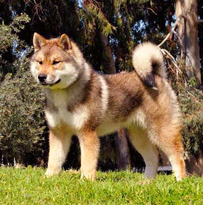 Shikoku dog