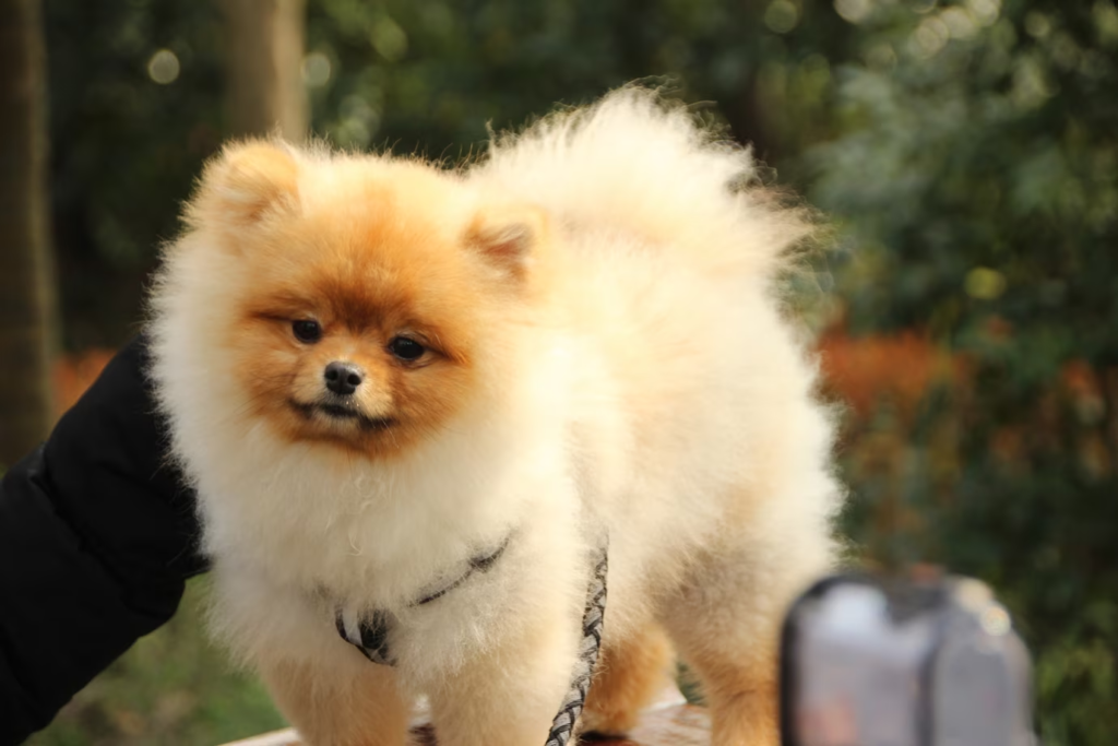 Exotic Spitz Breeds