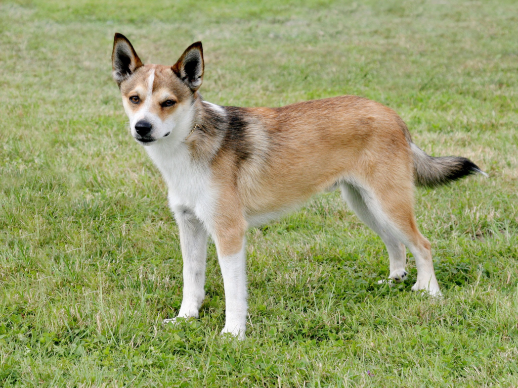 Norwegian Lundehund