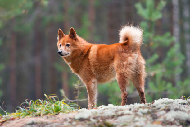 Finnish Spitz