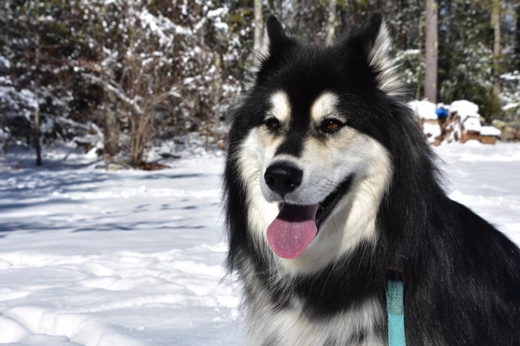 Alaskan Klee Kai