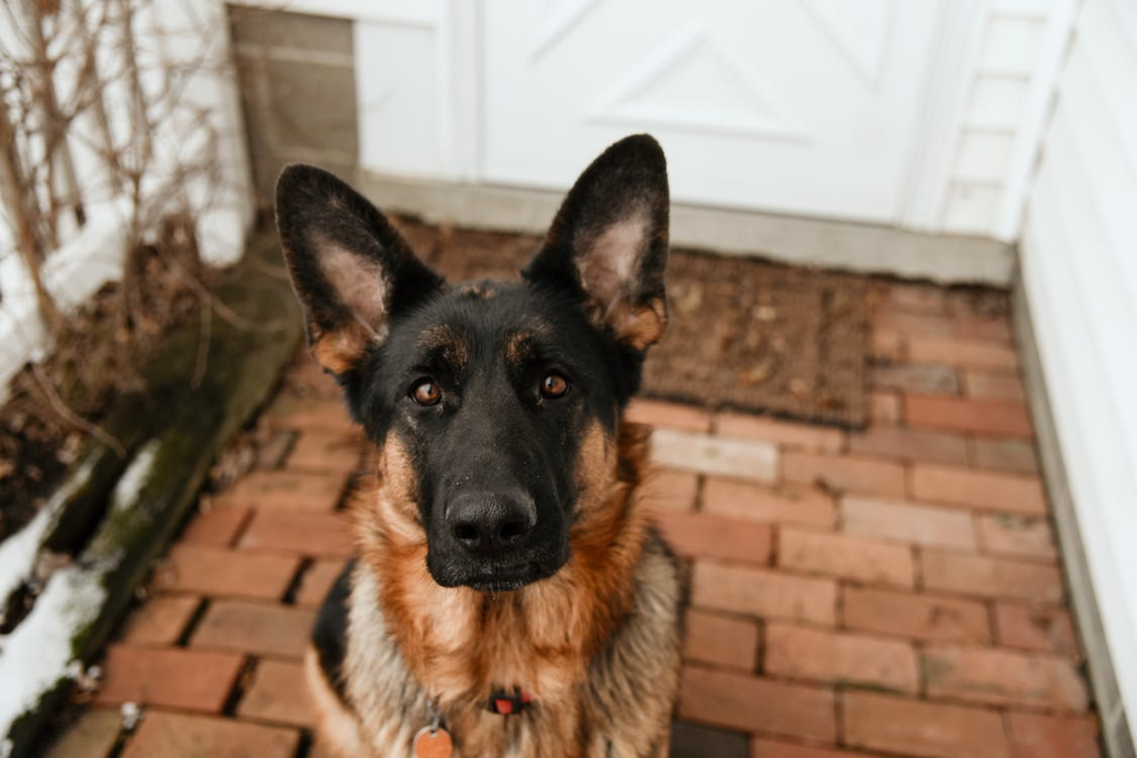 How To punish Dogs For Pooping In House