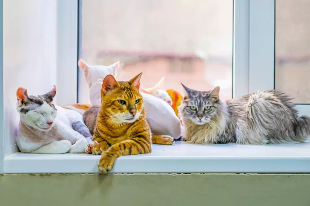 How Many Cats Can You Own In Victoria