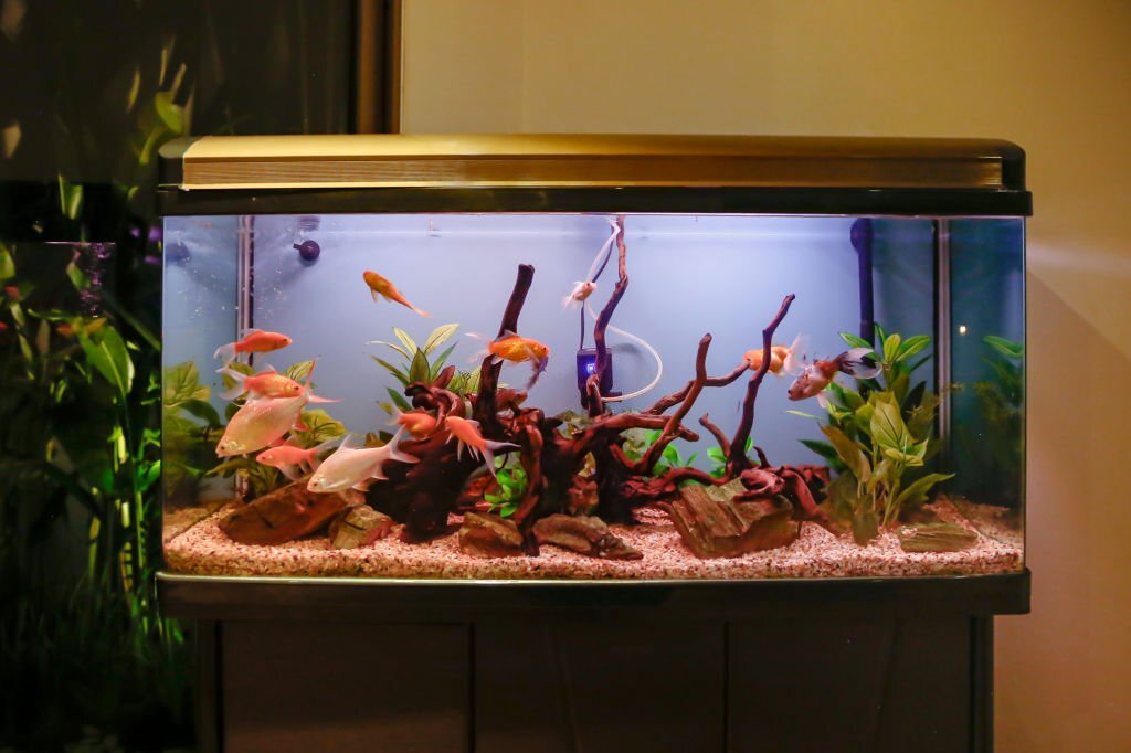 How to Control and Prevent Algae in Your Fish Tank