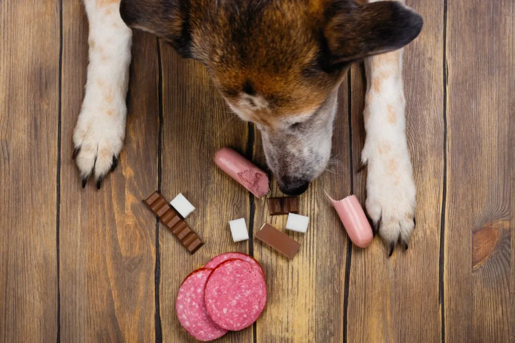 How Much Chocolate Is Toxic to Dogs?