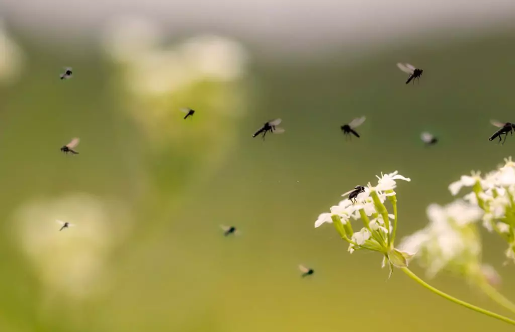 How to Get Rid of House Flies: