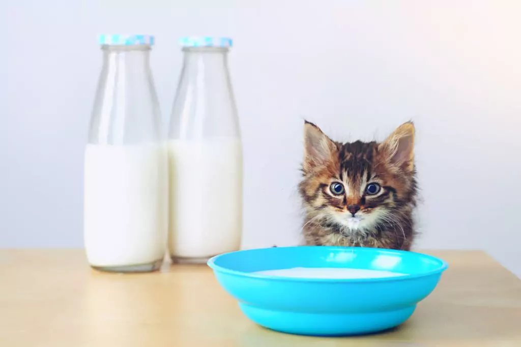 Can Cats Drink Almond Milk