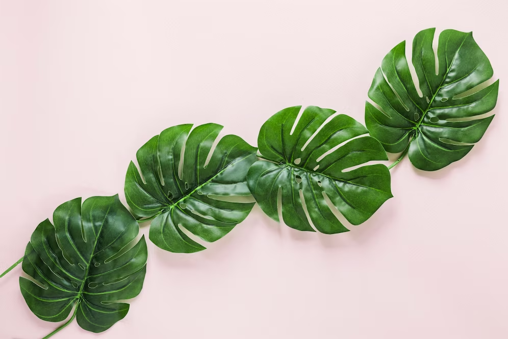 Monstera Albo