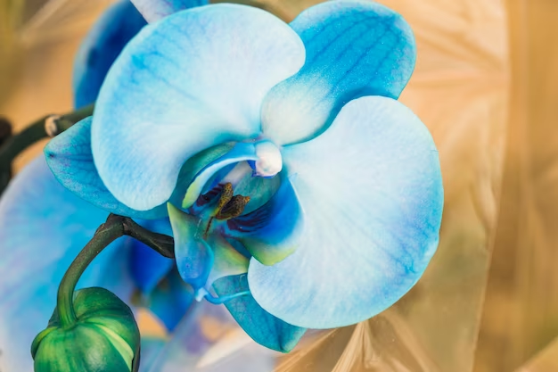 Blue Orchids