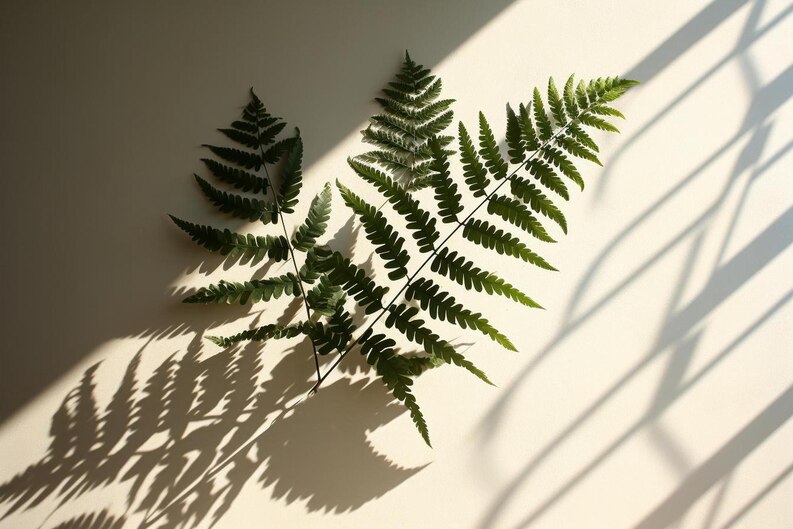 house plants that like shade