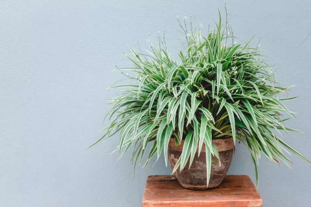 Spider Plant Toxic To Cats