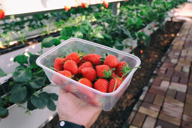 Can You Grow Strawberries Indoors